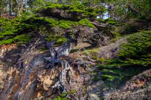 Point Lobos-9929.jpg